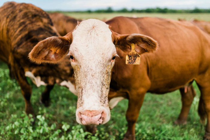 Cattle festival in abbeville la