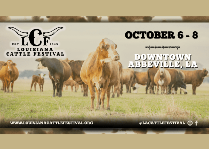 Cattle festival in abbeville la